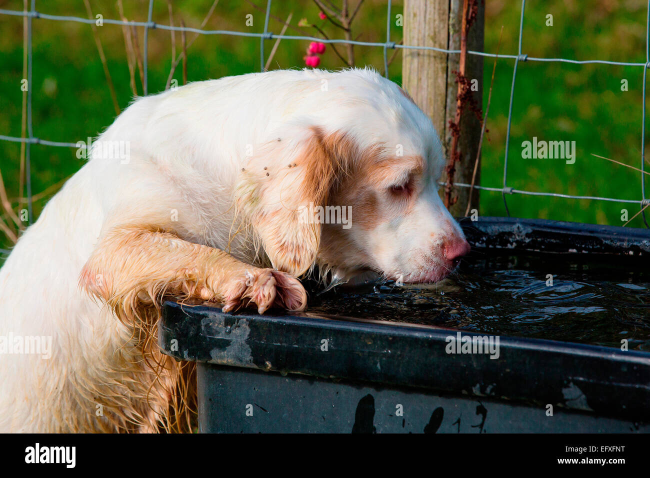 Clumber spaniel puppy sur pattes de boire de l'eau à travers Banque D'Images