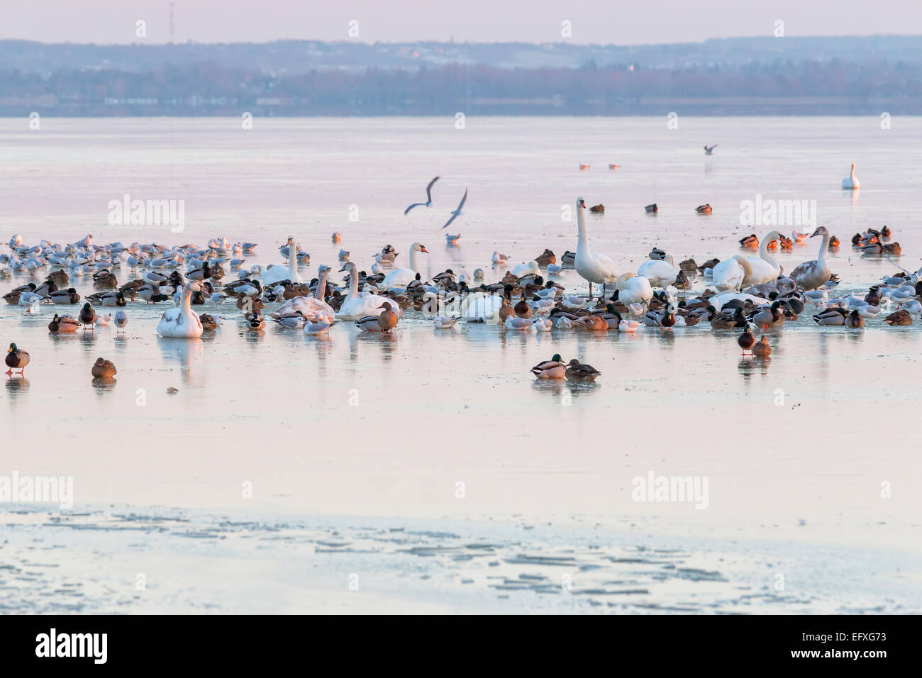 Les oiseaux sur la glace en hiver Banque D'Images