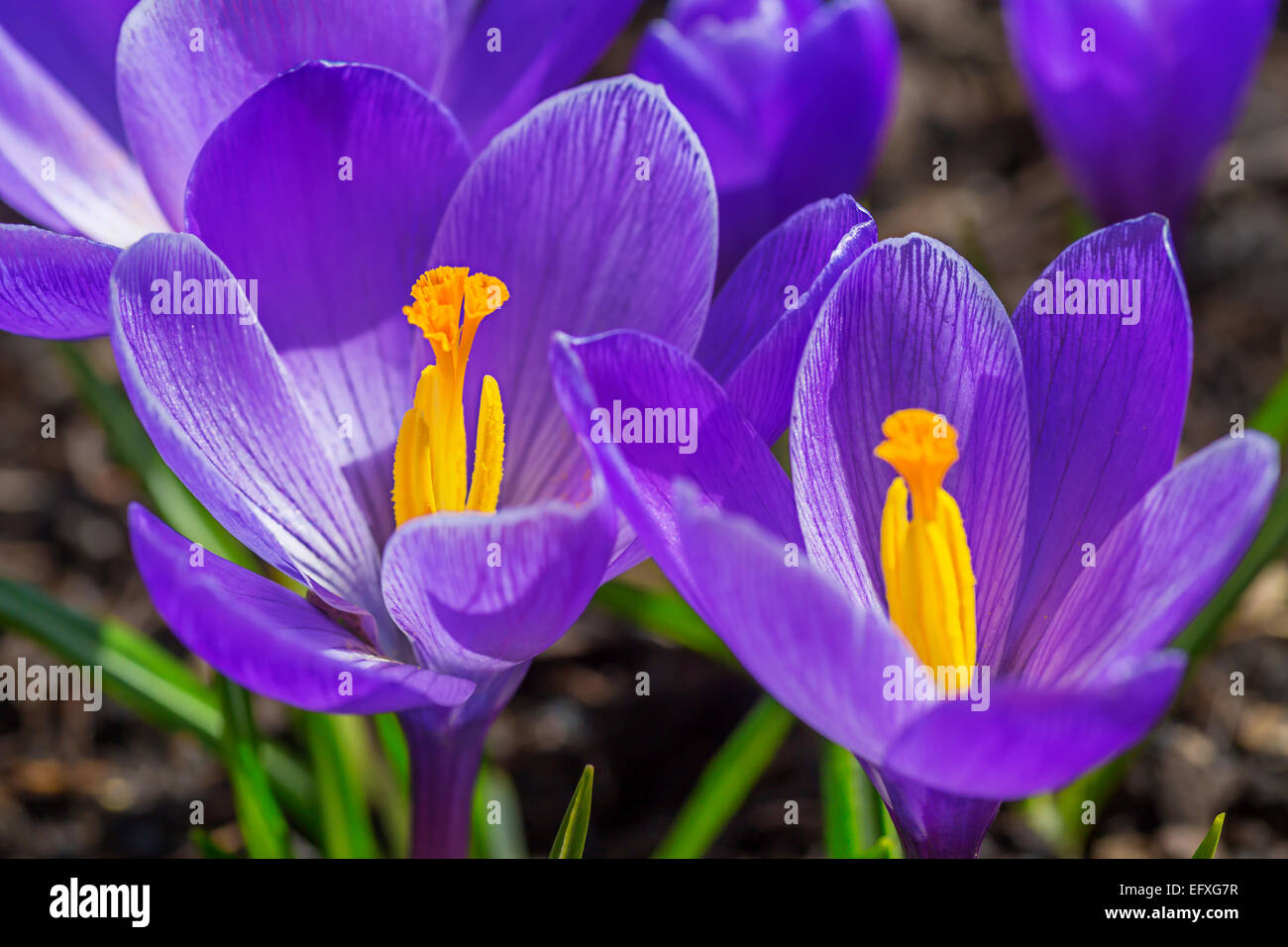 Crocus fleurs dans le jardin de printemps. Banque D'Images