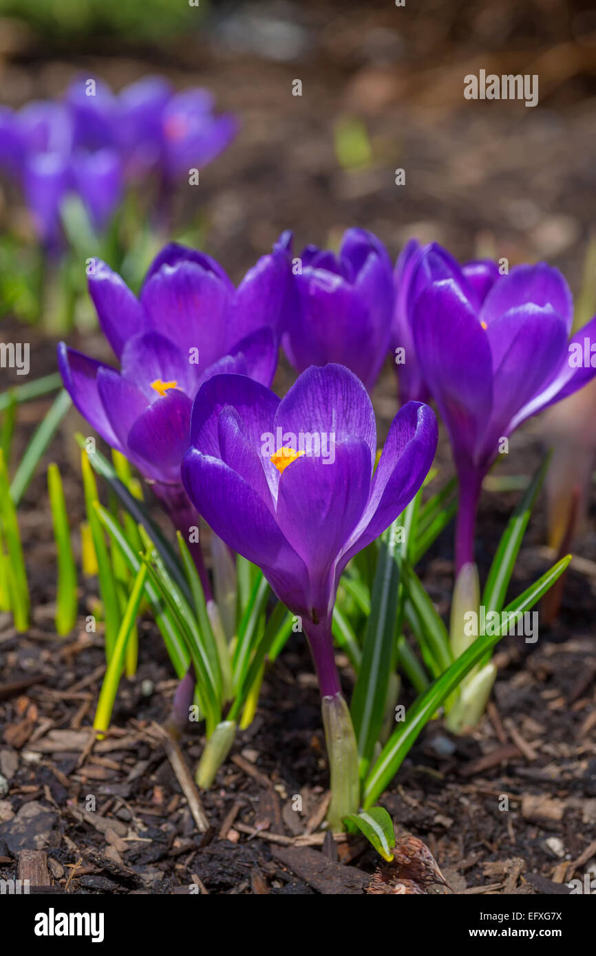 Crocus fleurs dans le jardin de printemps. Banque D'Images
