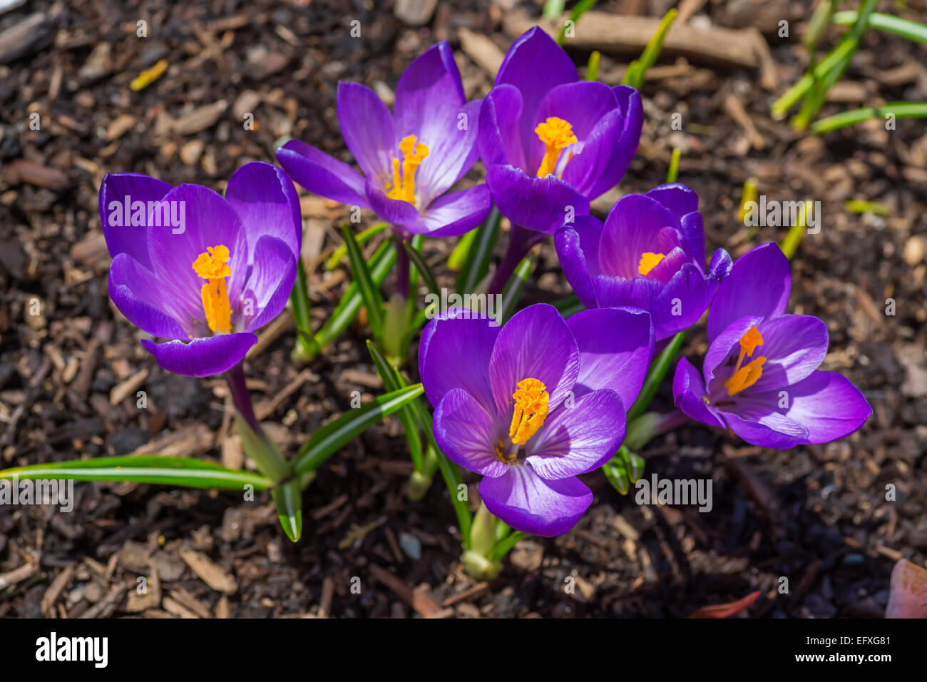 Crocus fleurs dans le jardin de printemps. Banque D'Images
