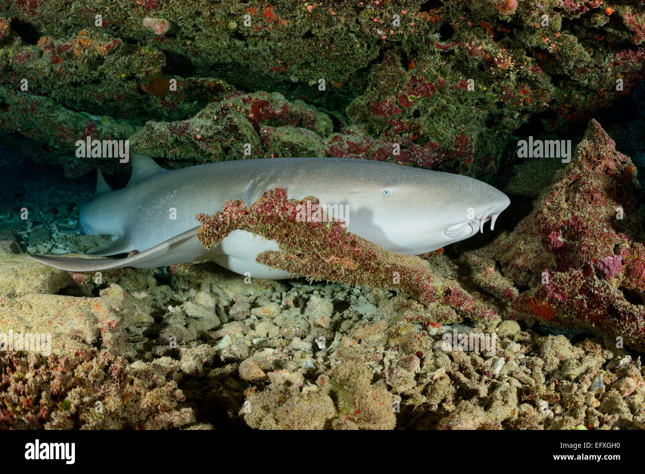 Nebrius ferrugineus infirmière Tawny requin crachant, Maradhoo, l'Atoll, Maldives, océan Indien Banque D'Images