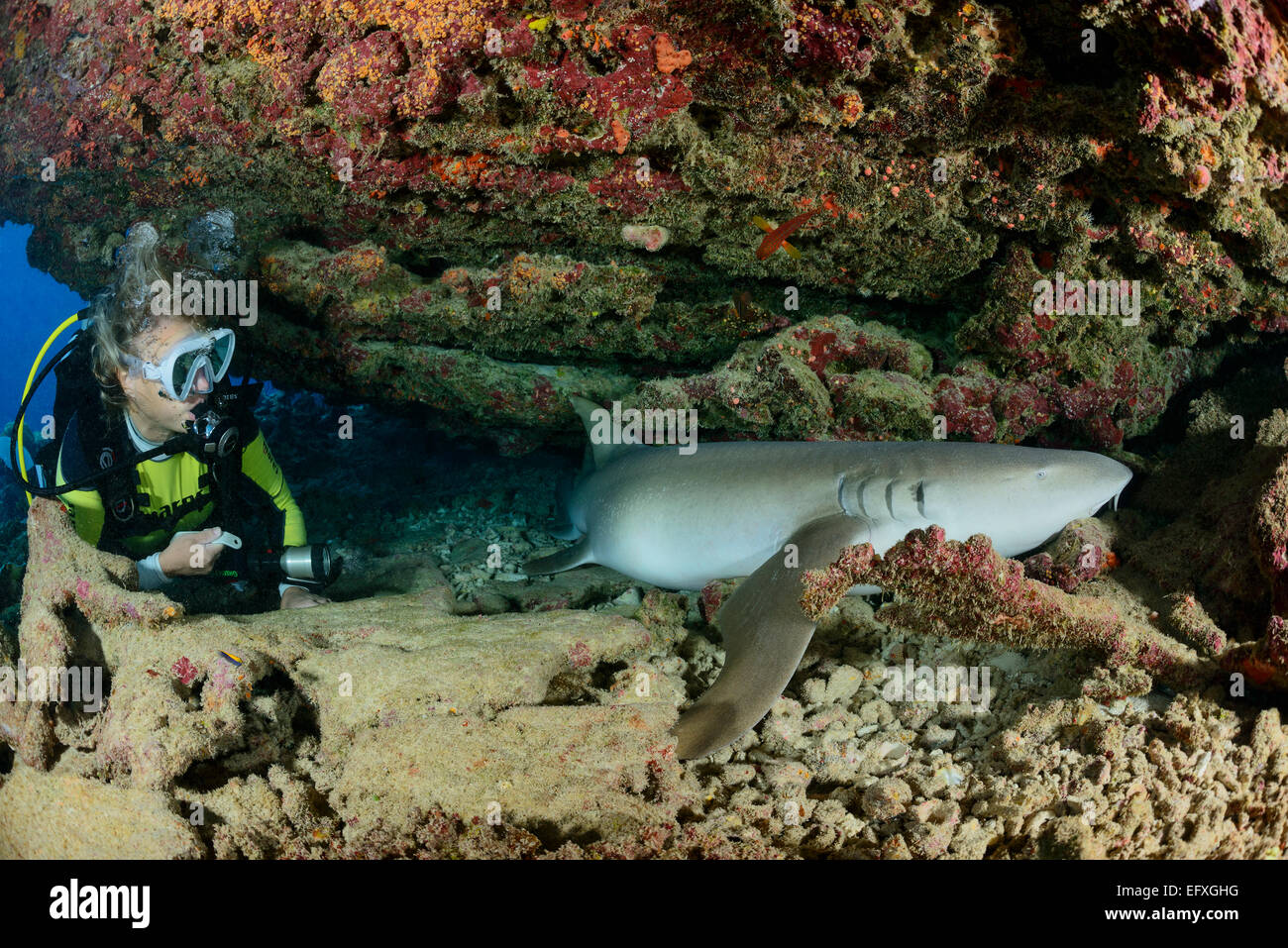 Nebrius ferrugineus, requin nourrice fauve et scuba diver, l'Atoll, Maldives, océan Indien Banque D'Images