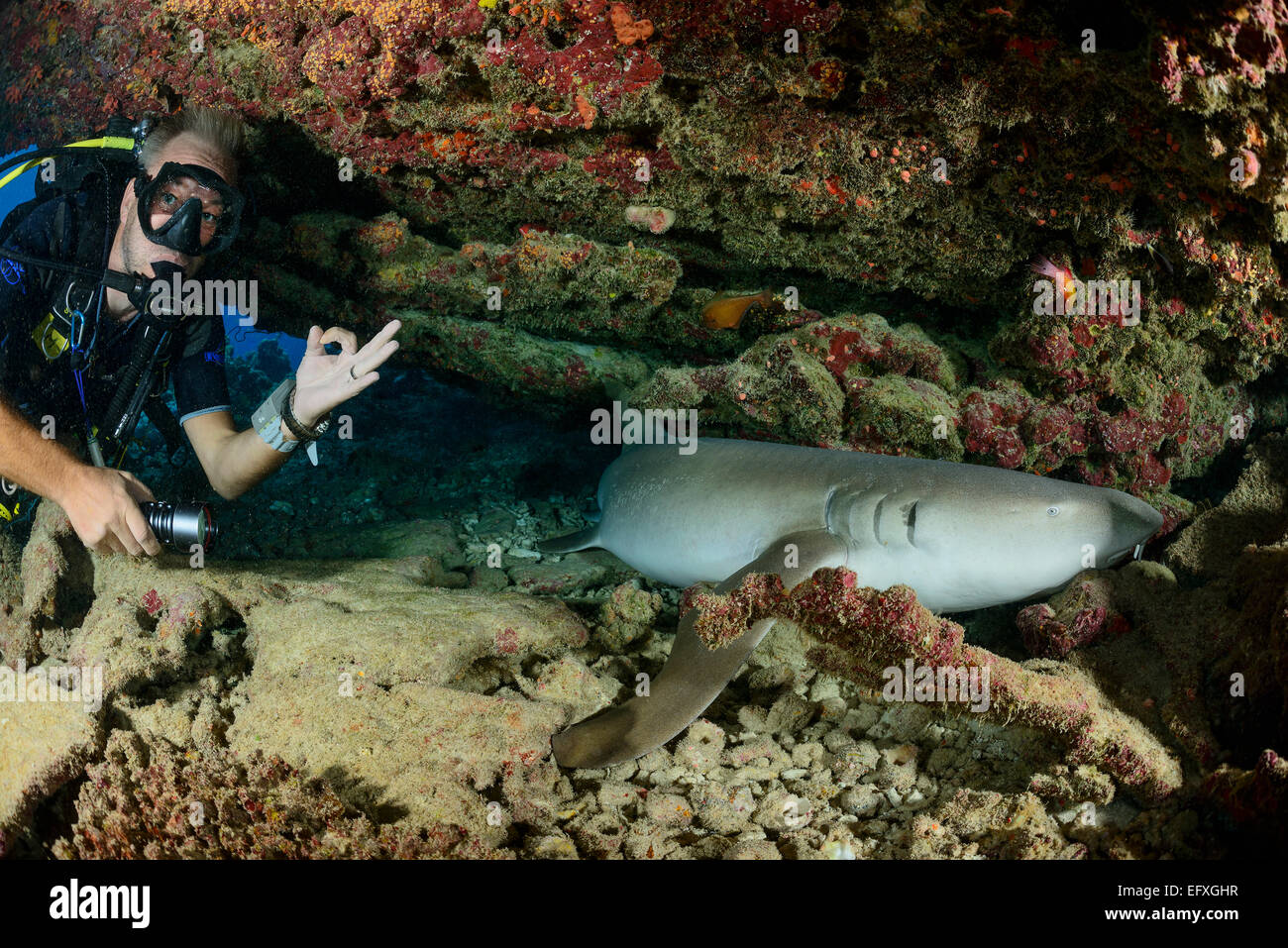 Nebrius ferrugineus, requin nourrice fauve et scuba diver, l'Atoll, Maldives, océan Indien Banque D'Images