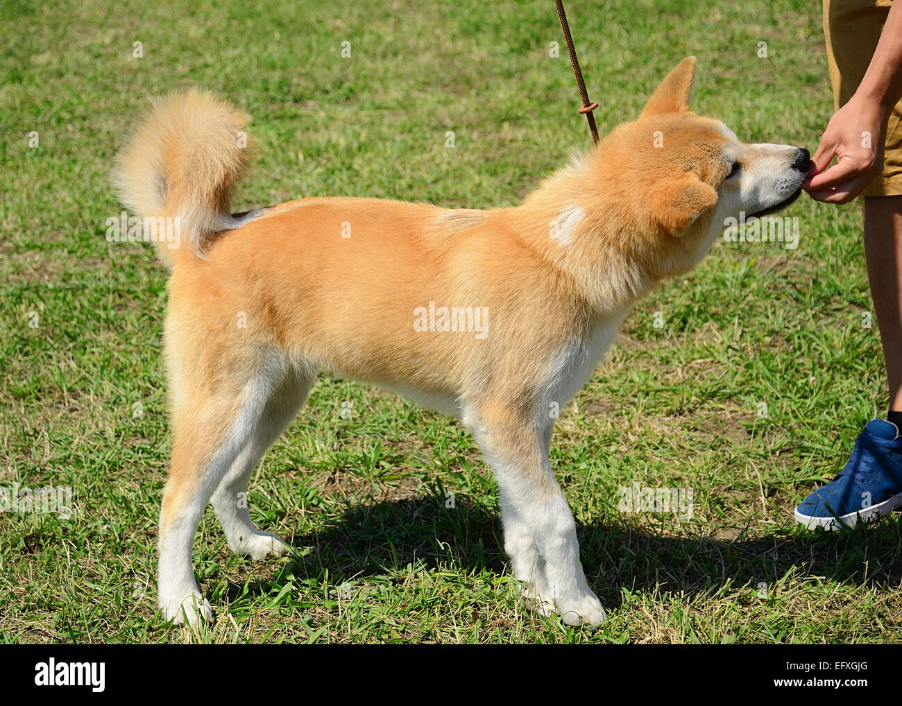 Chien Akita dans Green Park Banque D'Images
