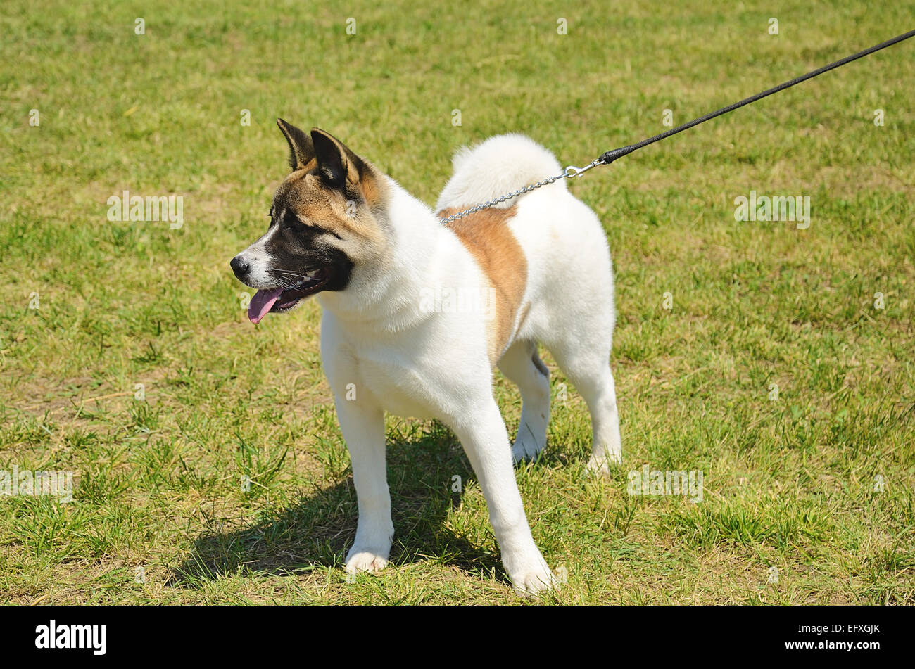 Chien Akita dans Green Park Banque D'Images