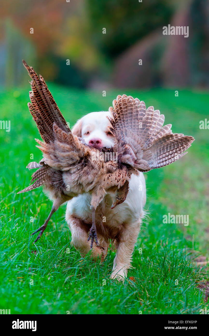 Clumber spaniel chien récupération de faisan de chasse dans l'Oxfordshire, Angleterre Banque D'Images