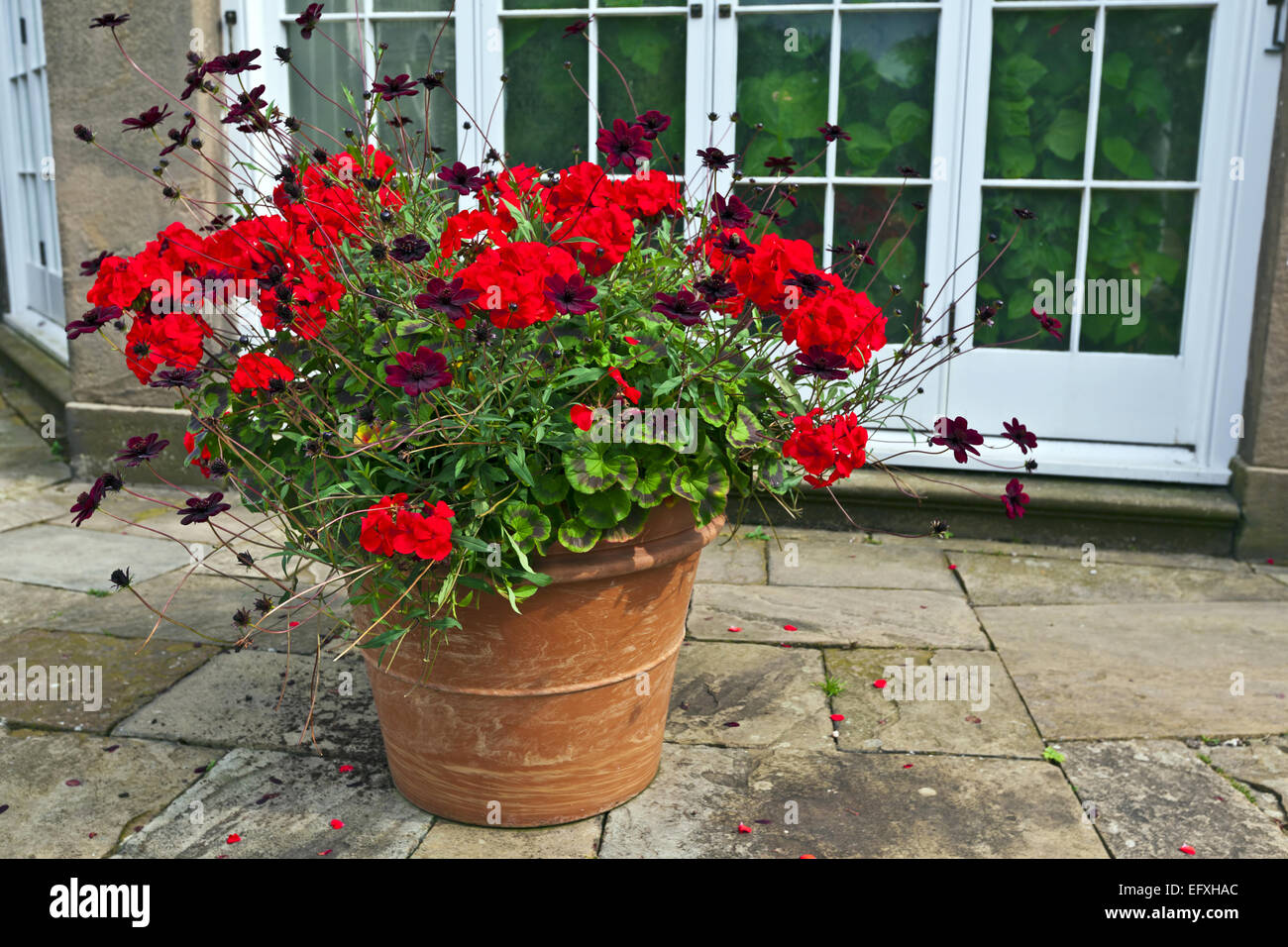 Terre cuite grand semoir avec géraniums rouges et cosmos chocolat fleurs. Banque D'Images