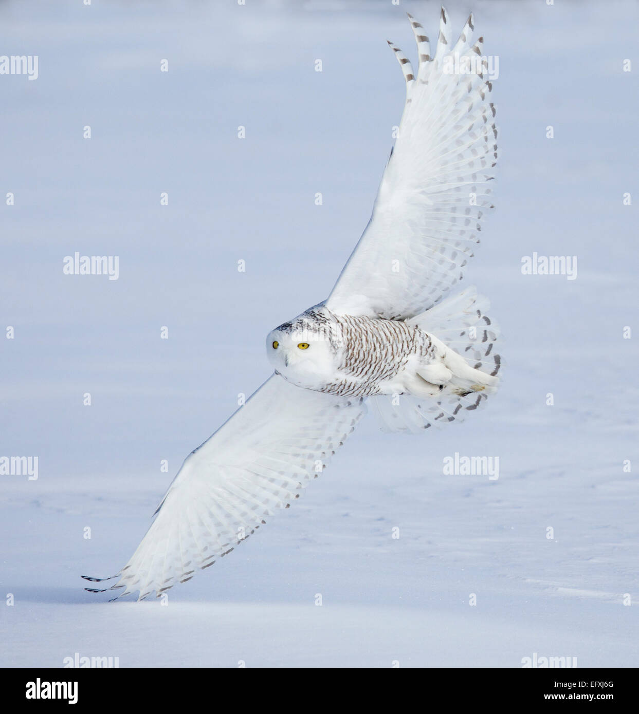 Harfang des neiges survolant le champ couvert Banque D'Images