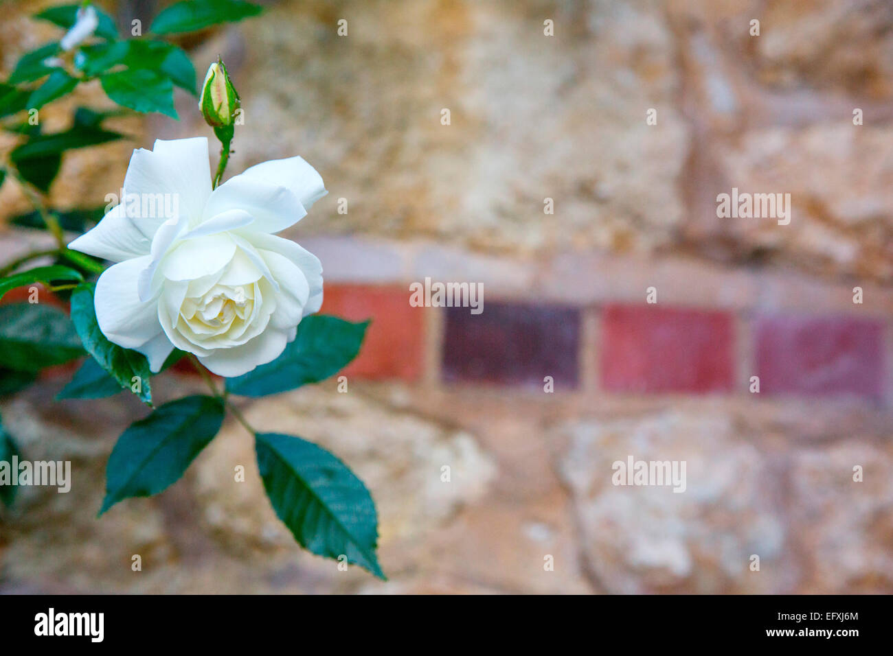Close up of white rose en Chalet jardin sur les îles Scilly, Cornwall, uk Banque D'Images
