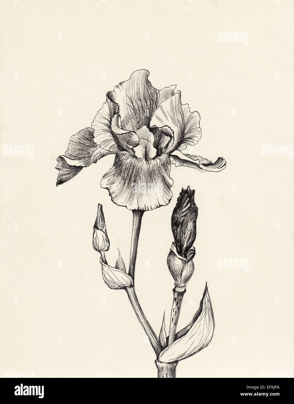 Fleur Iris plume et encre dessin original. Vintage style gravure. Banque D'Images