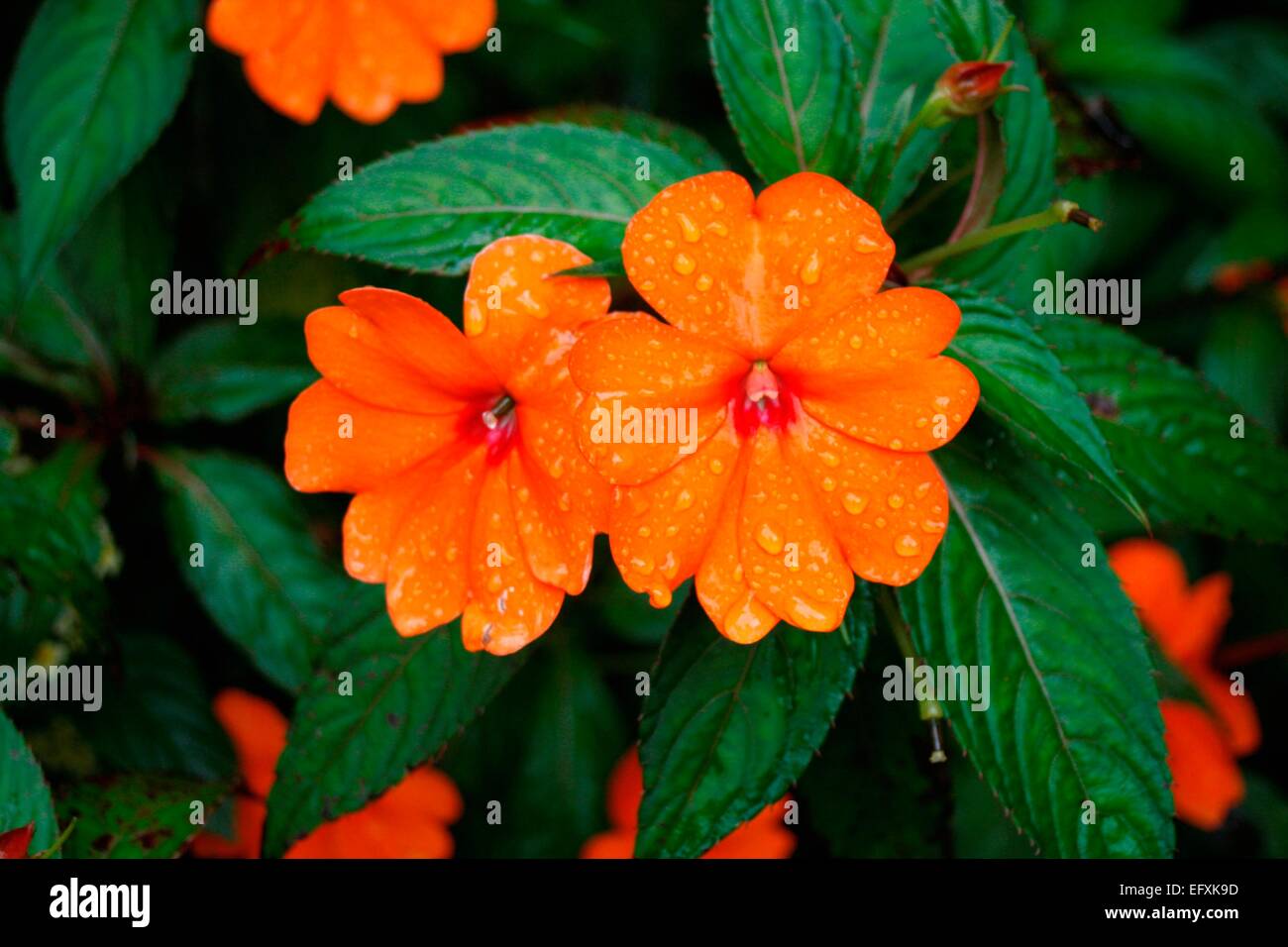 Orange Fleurs de Nouvelle-guinée Banque D'Images