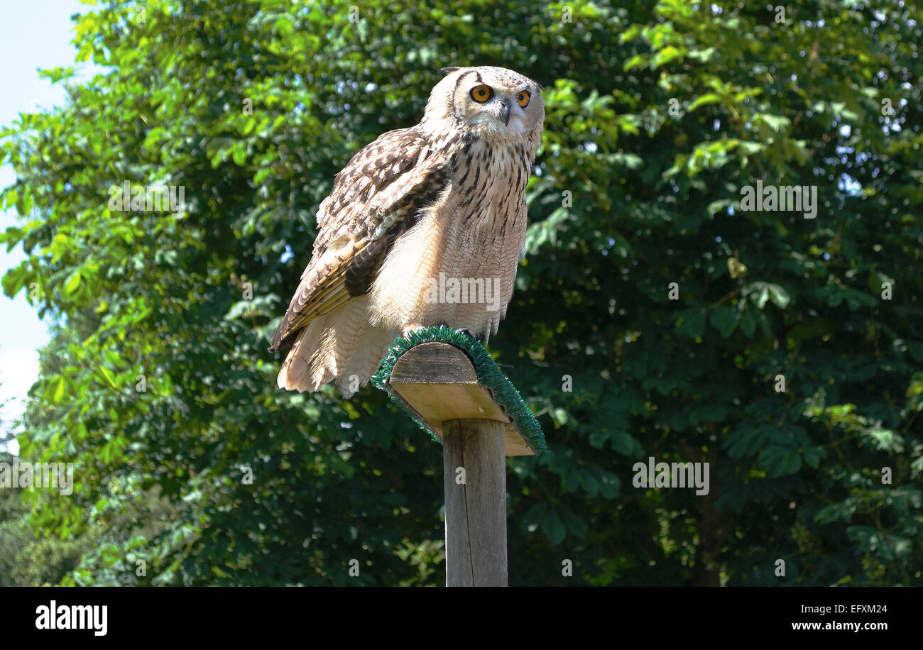 Libre d'un hibou à dans la distance Banque D'Images