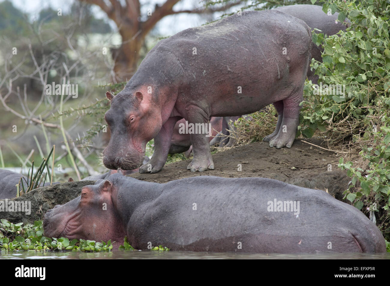 Sur les petits États insulaires hippopotames Hippopotamus amphibius Lake Naivasha au Kenya Banque D'Images
