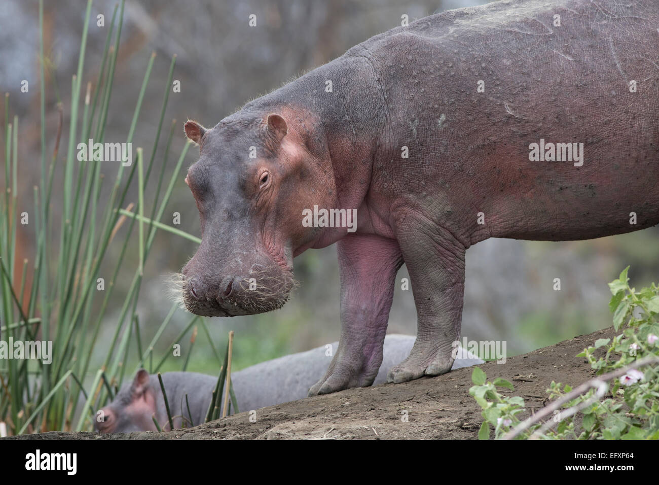 Sur les petits États insulaires d'hippopotame Hippopotamus amphibius Lake Naivasha au Kenya Banque D'Images