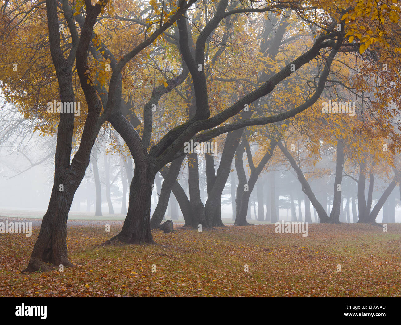 Beeds Lake State Park, comté de Franklin, de l'Iowa - gracieusement les troncs d'arbres aux couleurs de l'automne dans le brouillard Banque D'Images