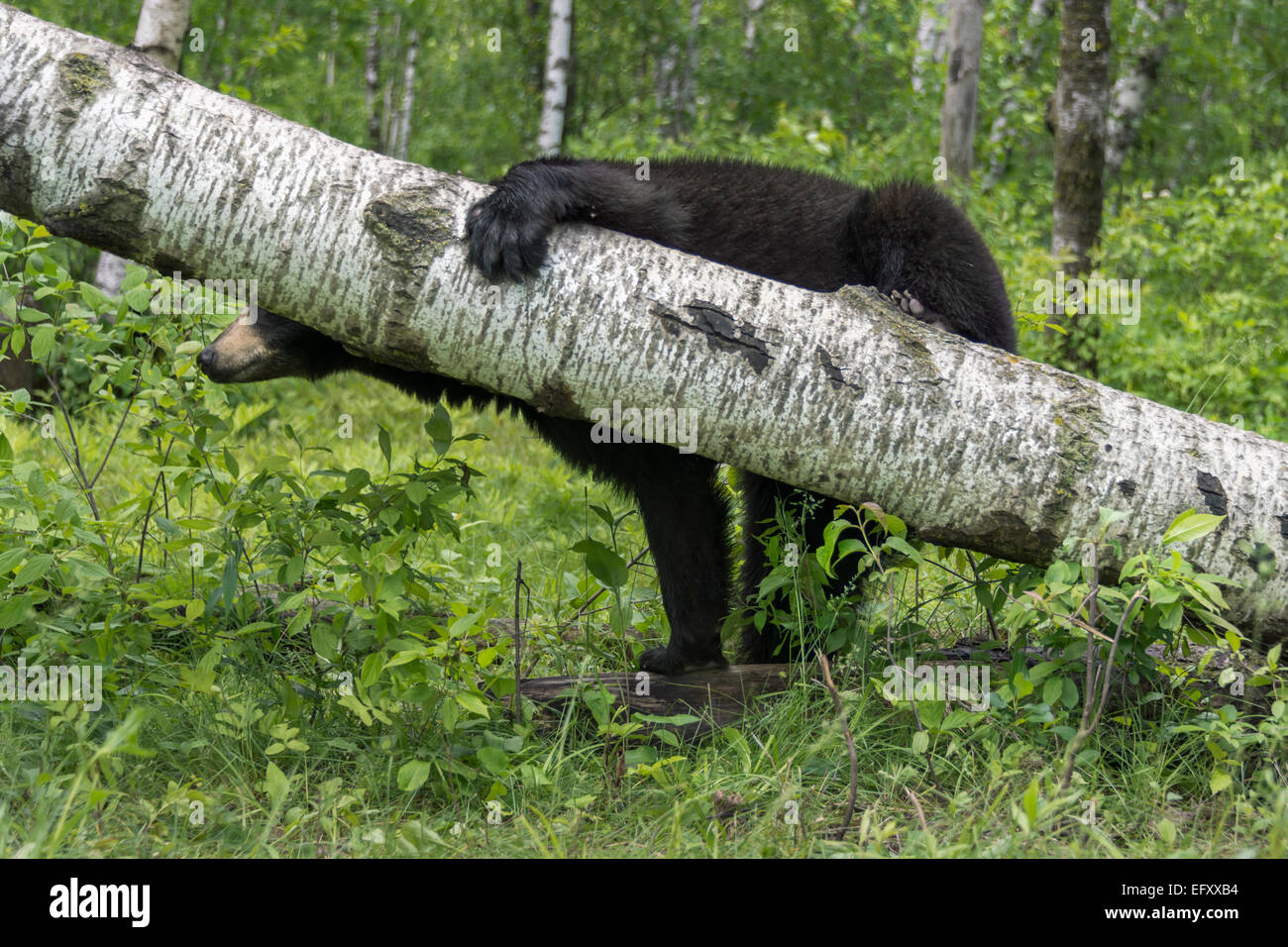 Tree Hugger-ours noir 1, près de grès, Minnesota, USA Banque D'Images