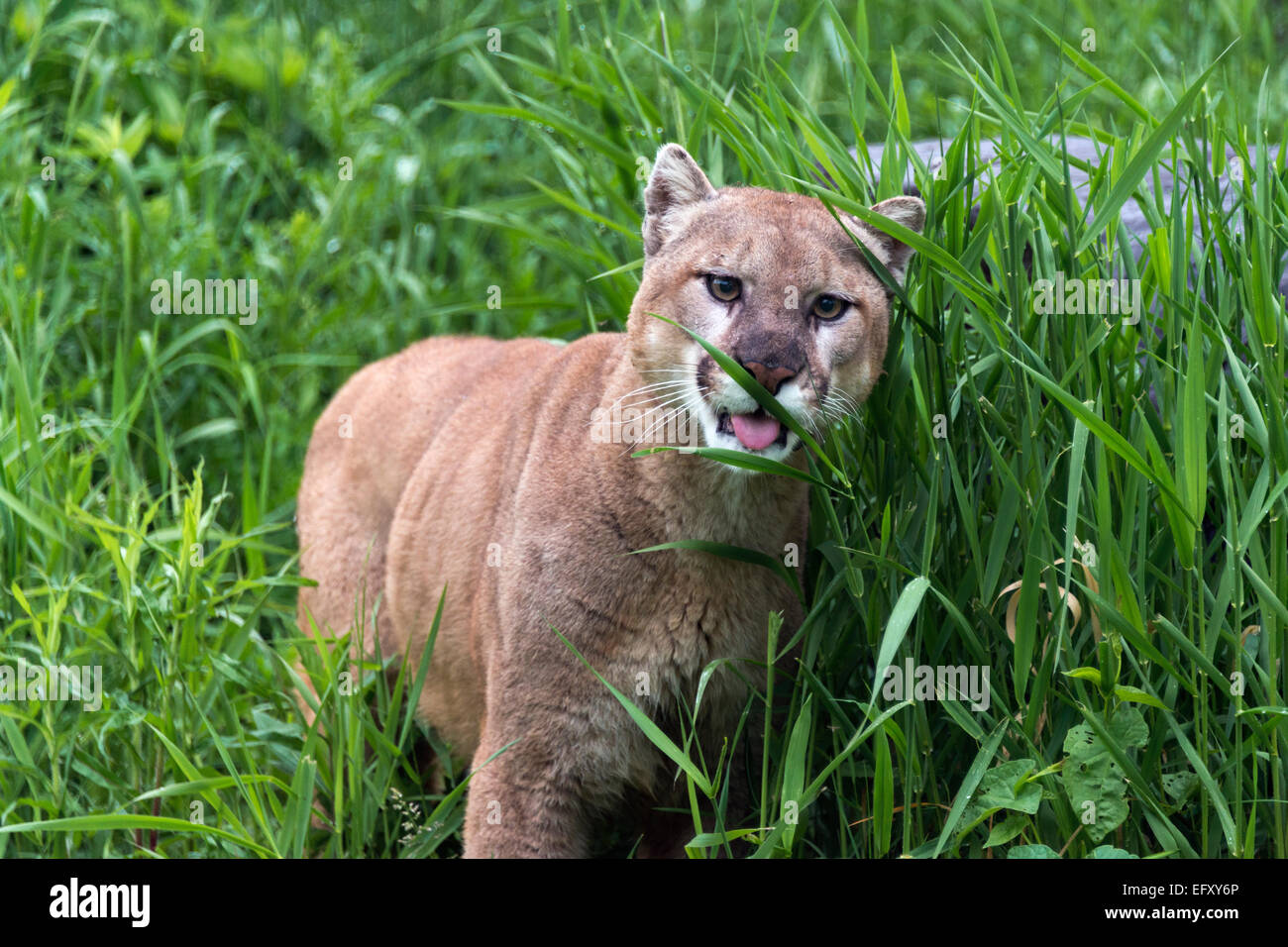 Puma qui 2025 mange