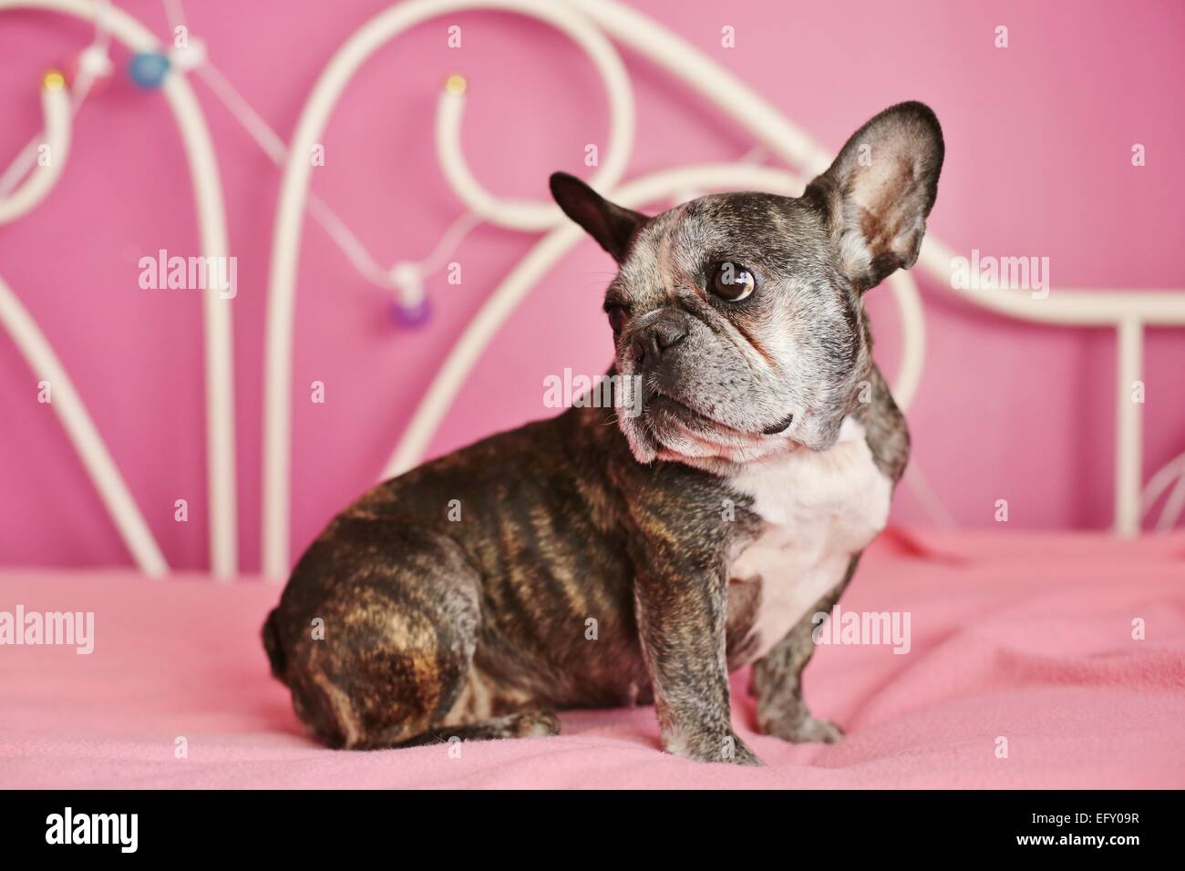 Un mignon, vieux bouledogue français sur un lit rose. Banque D'Images