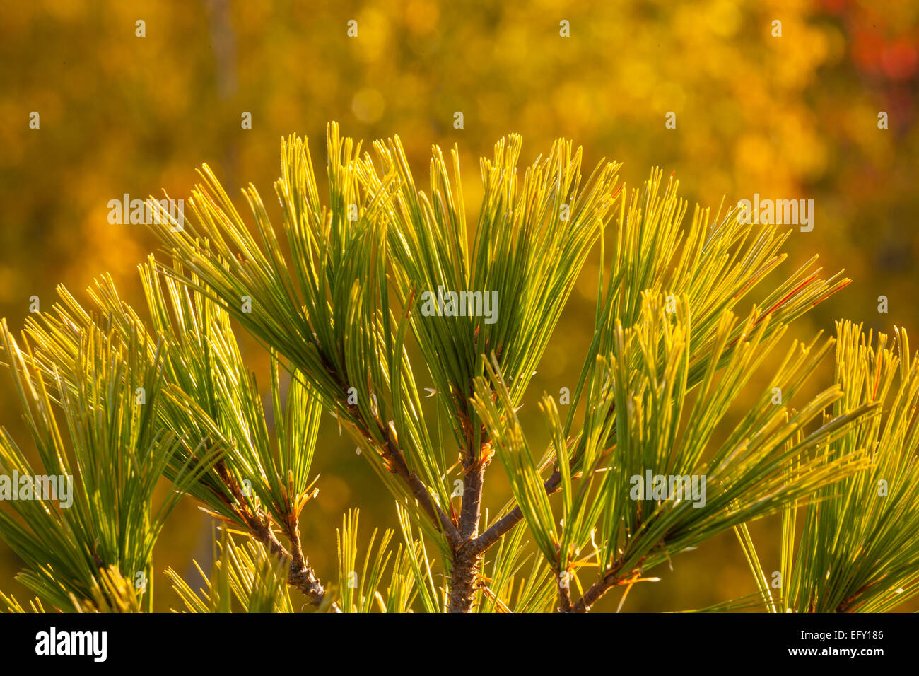 Un gros plan d'un arbre de pin blanc (Pinus strobus) avec un arrière-plan flou jaunâtre. PP de Killarney, l'Ontario, Canada. Banque D'Images