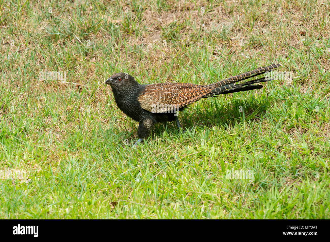 Coucal faisan dans jardin Banque D'Images