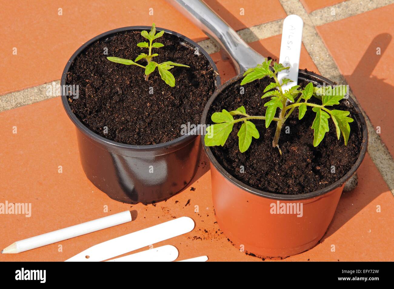 Ailsa Craig semis de tomate dans un pots en plastique Banque D'Images