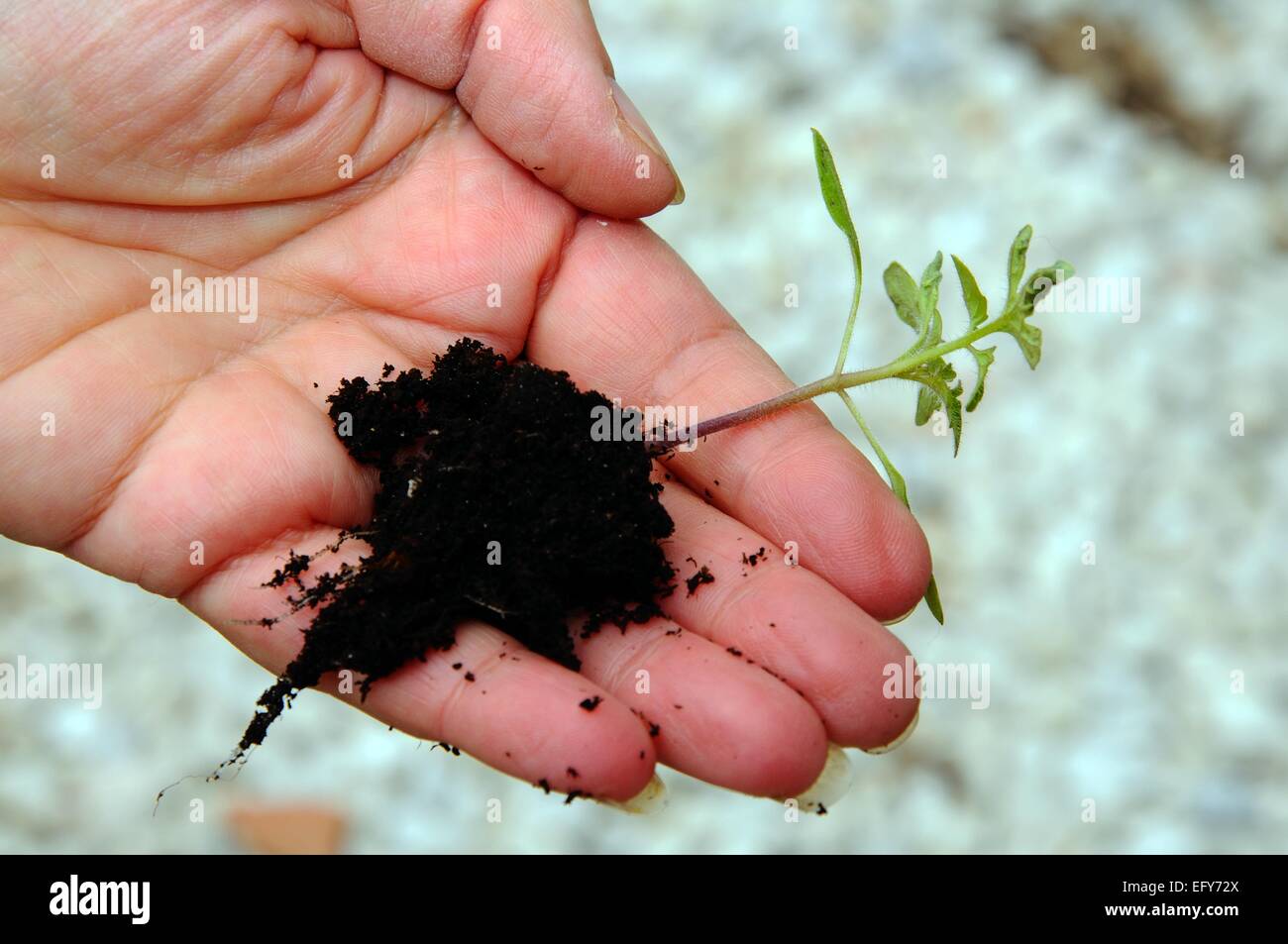 Femme tenant des plantules de tomate Ailsa Craig dans la main prêt à pot. Banque D'Images