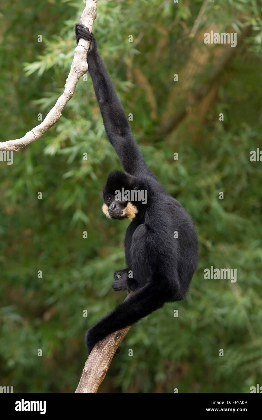 Black Crested Gibbon (Hylobates concolor) Banque D'Images