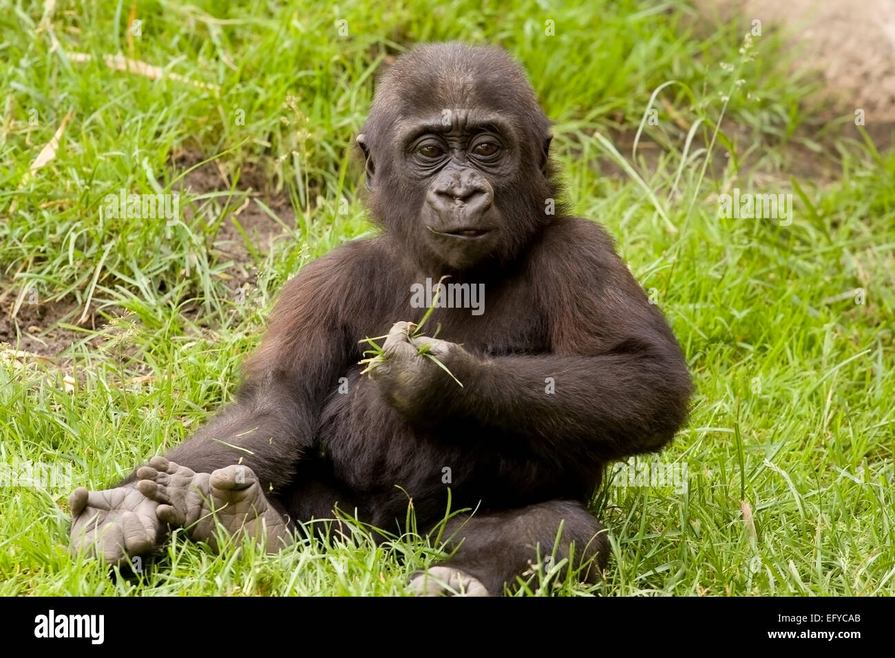 Gorille de l'ouest (Gorilla gorilla), Banque D'Images