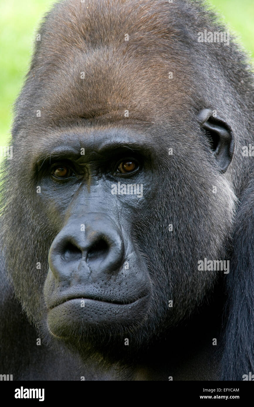Gorille de l'ouest (Gorilla gorilla), Banque D'Images