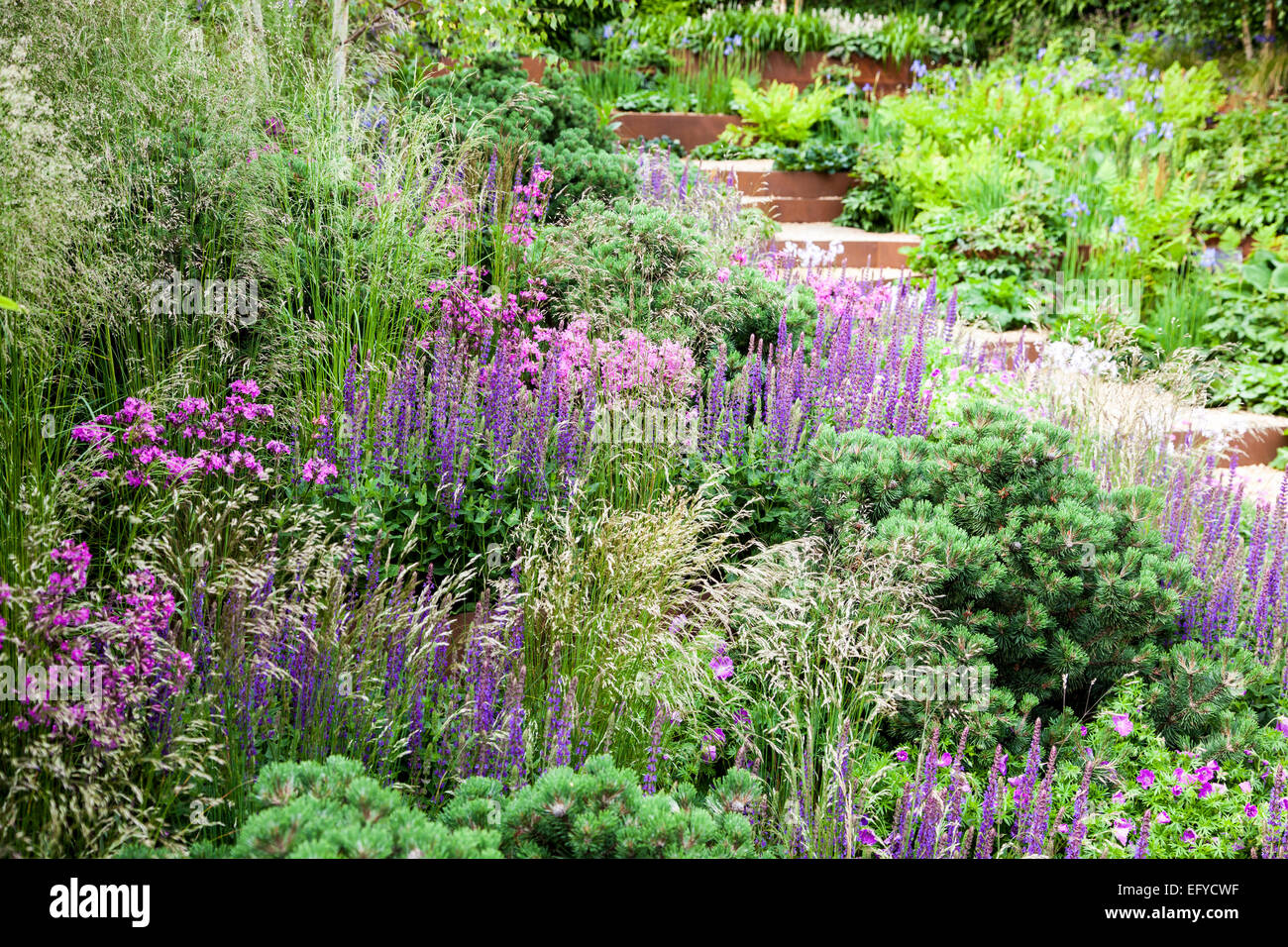 Étapes de gravier contenue par acier corten qui traverse le jardin en pente avec des herbes, des petits conifères, rose et bleu perpétuel Banque D'Images