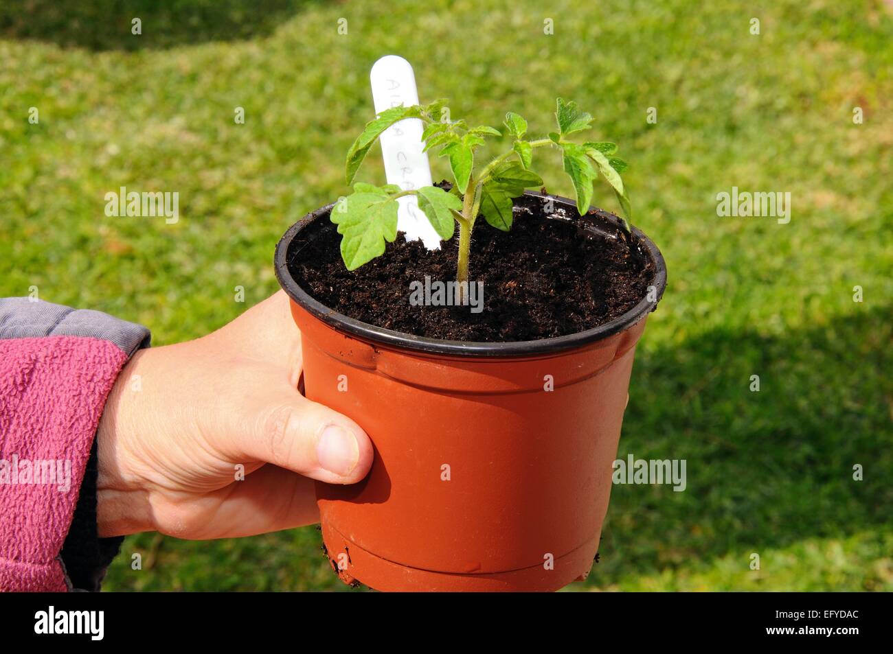 Ailsa Craig semis de tomates dans un pot en plastique Banque D'Images