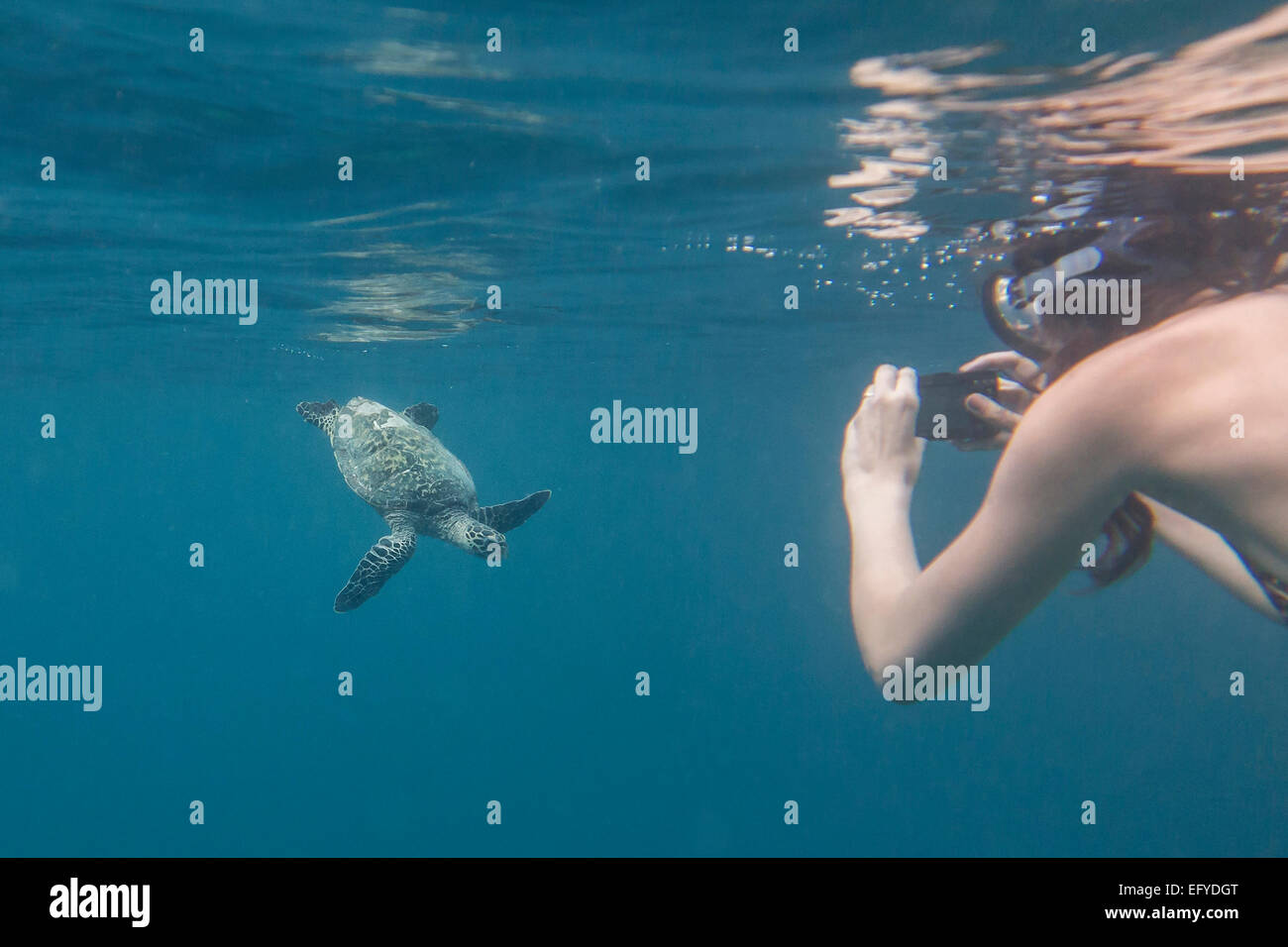 Une femme prise d'une photo d'une tortue avec une caméra sous-marine Banque D'Images