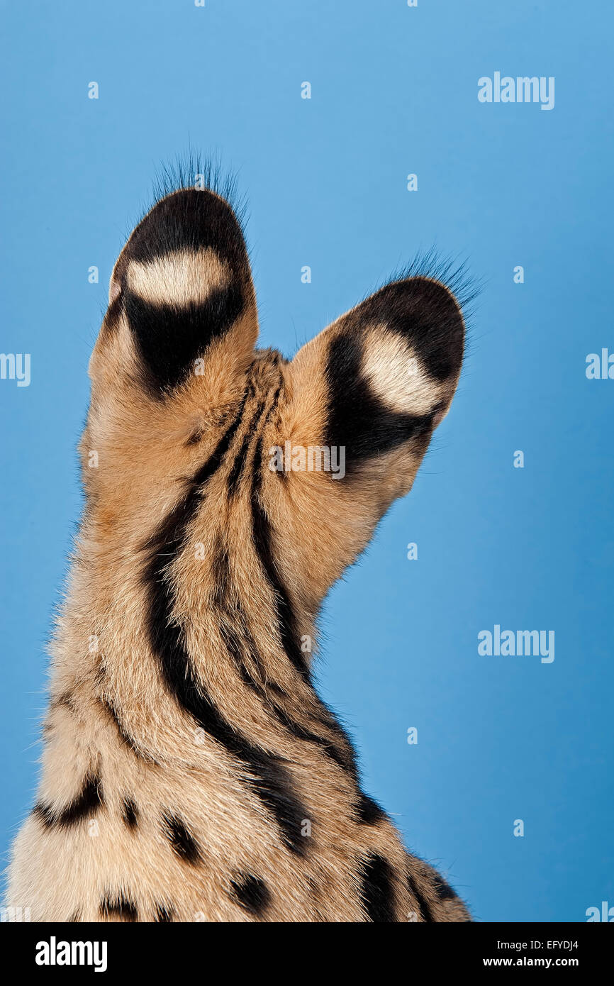 Serval (Leptailurus serval), 5 mois Banque D'Images