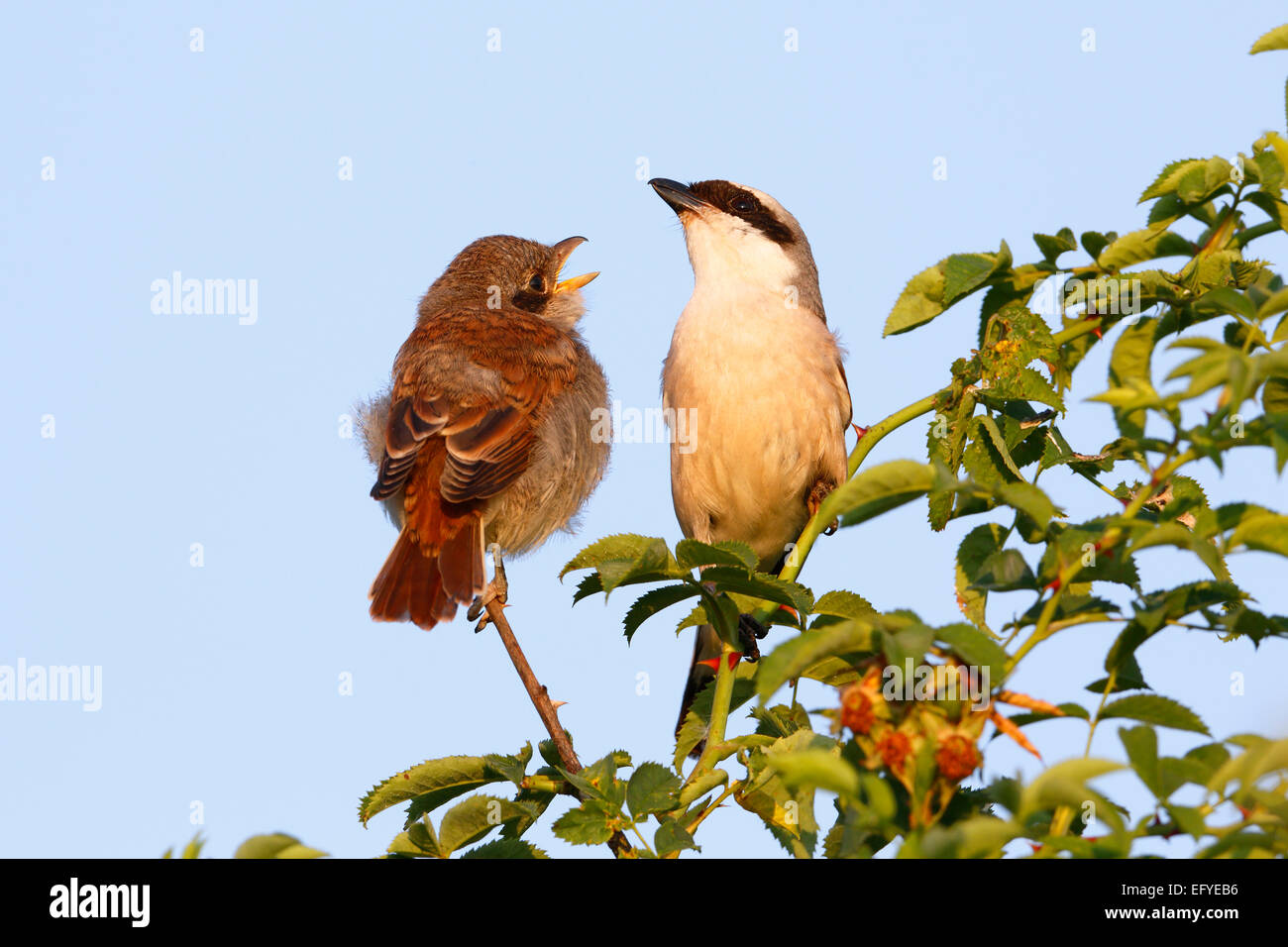 Pie-grièche écorcheur (Lanius collurio), homme avec jeune oiseau sur la perche, le milieu de la Réserve de biosphère de l'Elbe, Saxe-Anhalt, Allemagne Banque D'Images