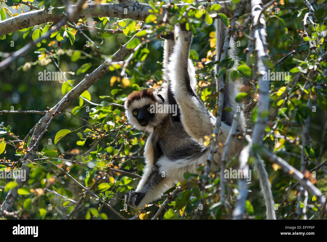 Le Propithèque de verreaux (Propithecus verreauxi), Bryanston, Madagascar Banque D'Images