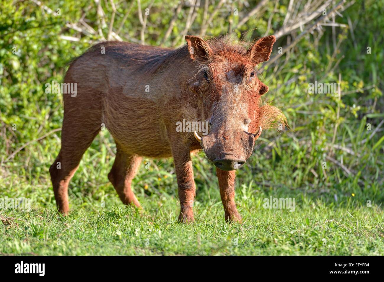 Désert phacochère (Phacochoerus aethiopicus), ERMephant NationaRM, parc Addo Addo, Eastern Cape, Afrique du Sud Banque D'Images