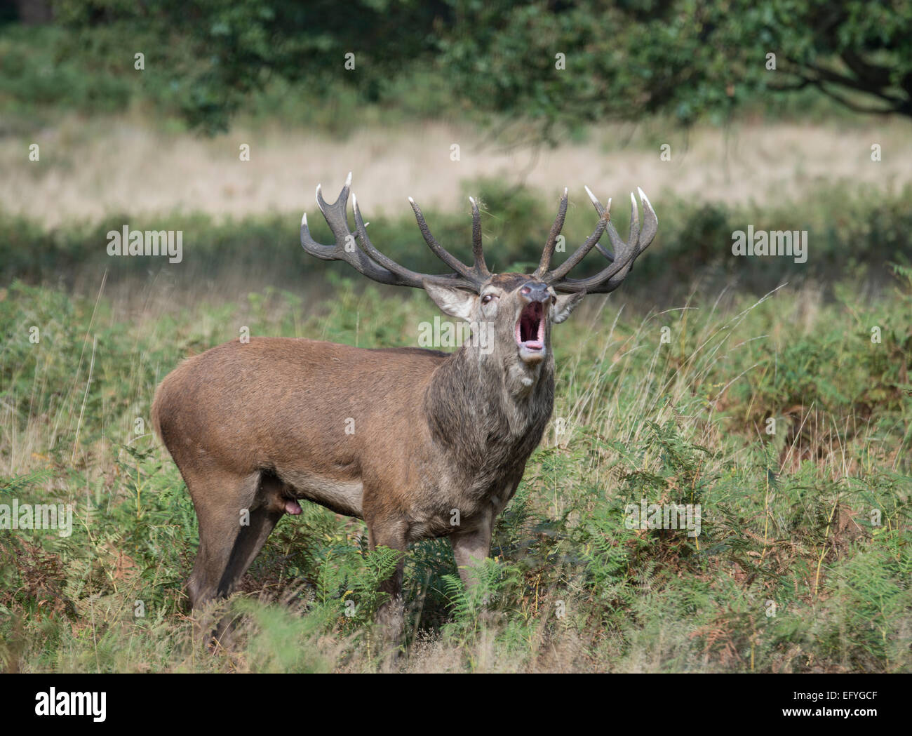 Red Deer : Cervus elaphus. Au cours de l'automne beuglements rut. Richmond Park, Surrey, Angleterre Banque D'Images