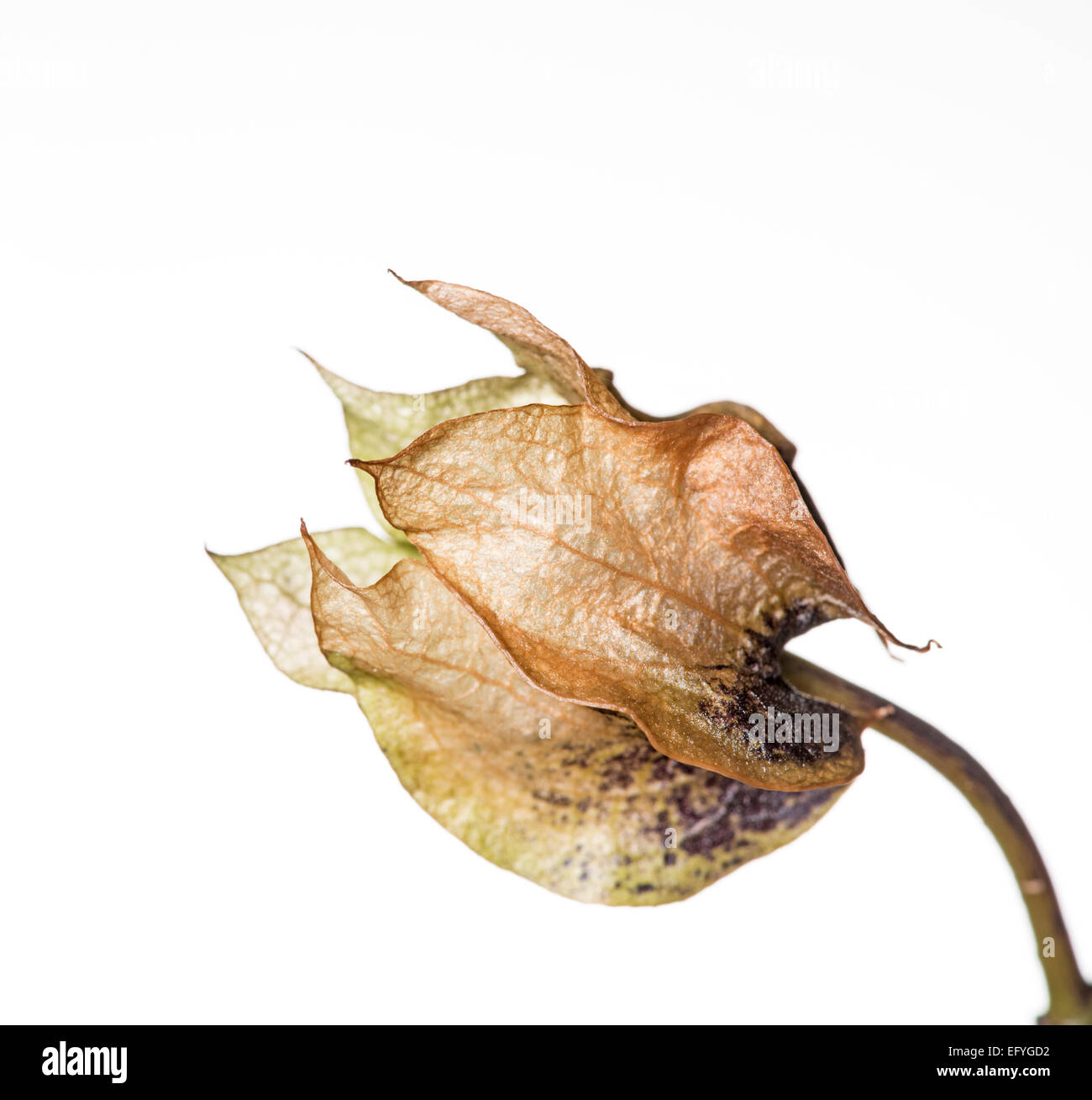 Nicandra physalodes Shoo-Fly Plante :. La capsule de semences. Fond blanc Banque D'Images