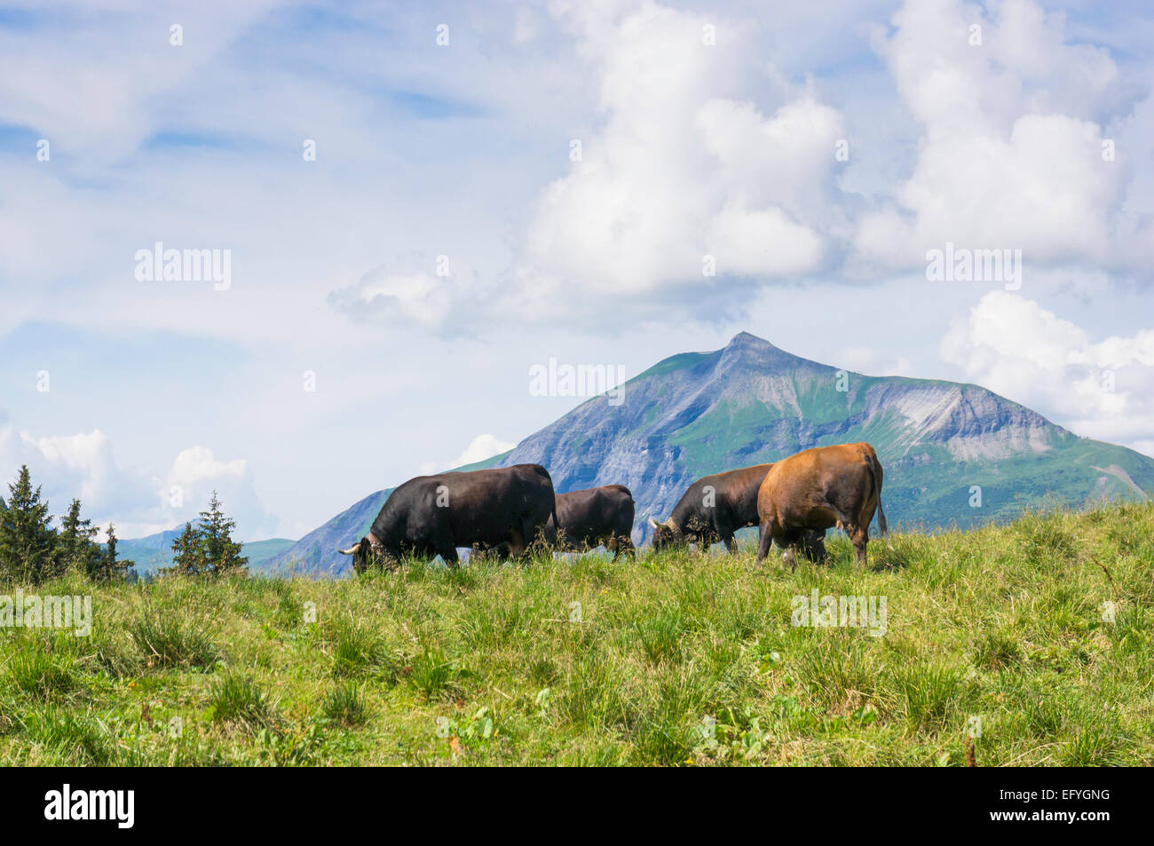 Groupe d'Herens alpine race vaches dans les hautes Alpes au-dessus de la vallée de Chamonix, France, Europe Banque D'Images