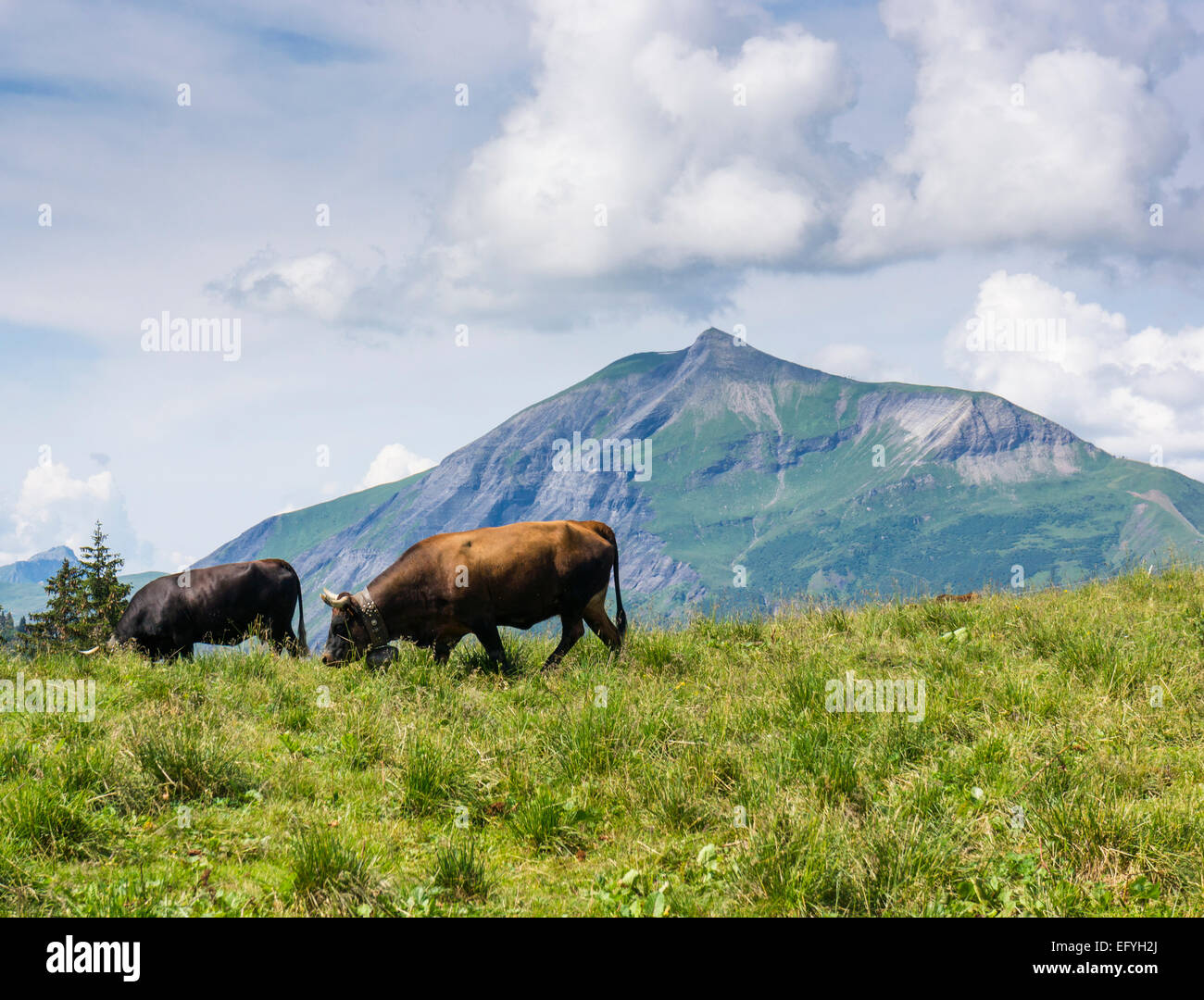 Vaches alpines race Herens très haut au-dessus de Les Houches, dans les Alpes françaises au-dessus de la vallée de Chamonix, France, Europe - avec le Mont Joly Banque D'Images