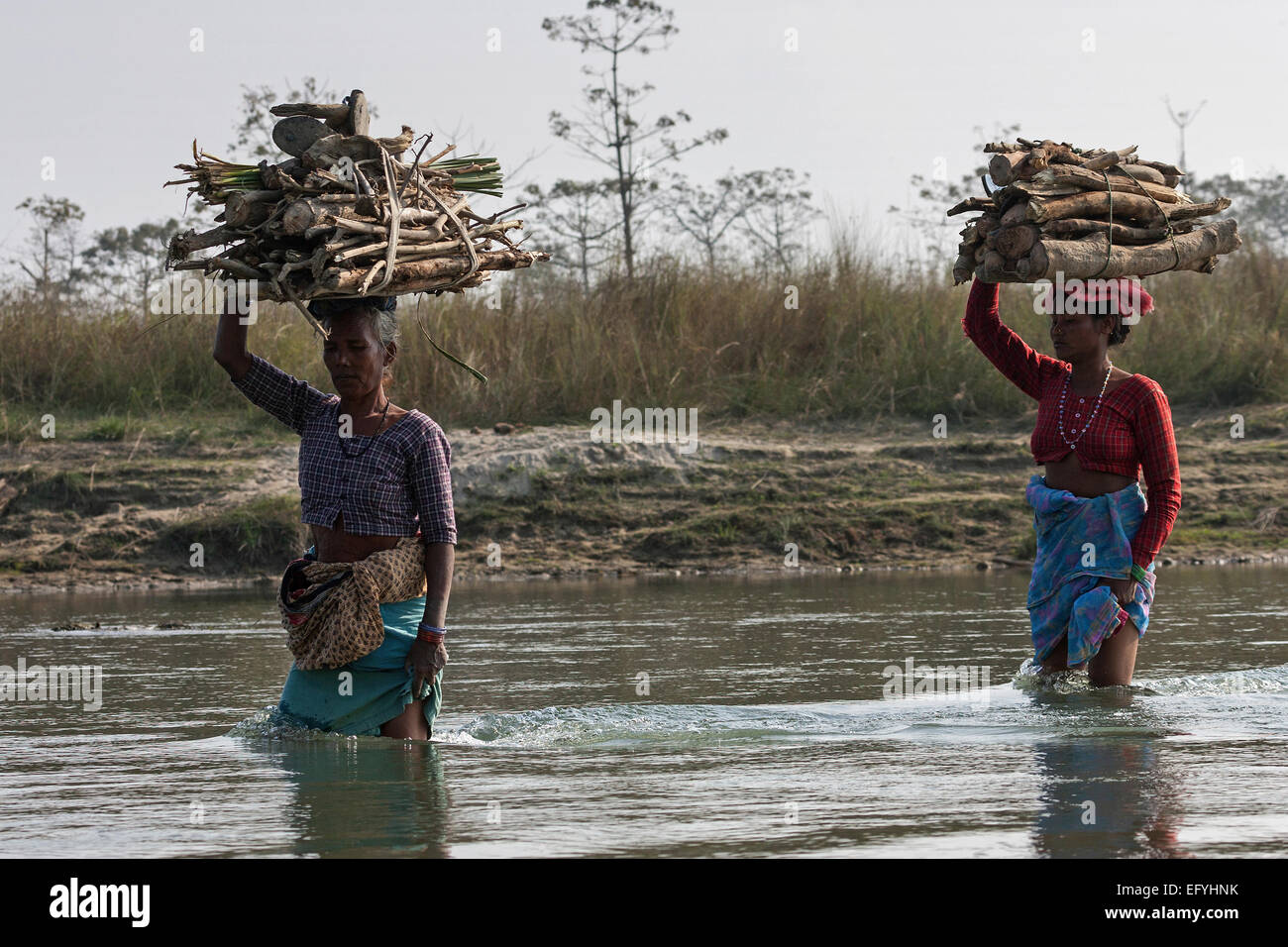 Les népalaises transporter le bois sur leur tête par l'Est de la rivière Rapti à Chitwan, Népal Banque D'Images