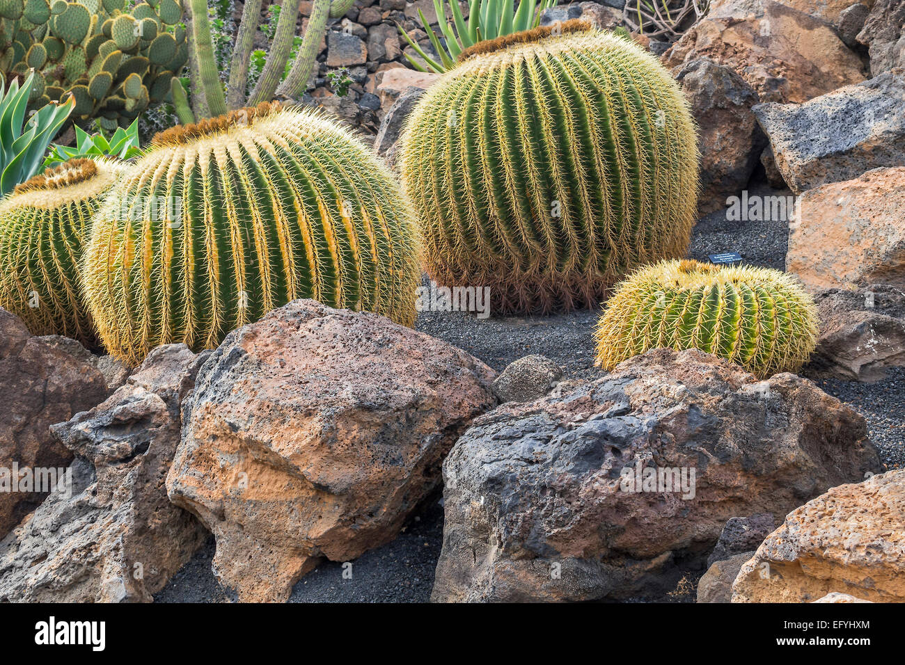 De plus en plus parmi les rochers Cactus Lanzarote Iles Canaries Banque D'Images