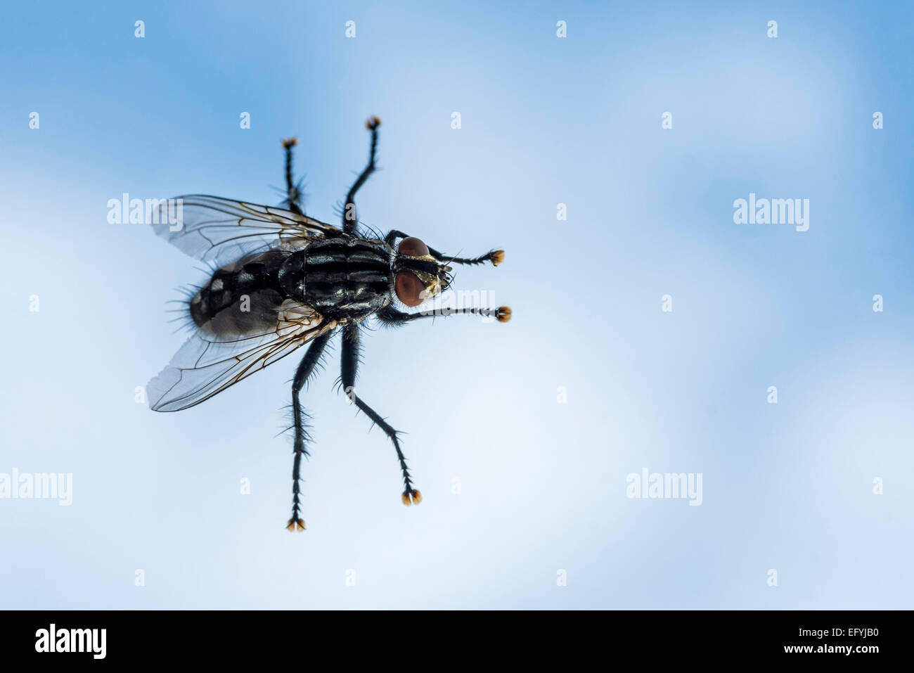 Close-up d'une mouche domestique sur un fond bleu Banque D'Images