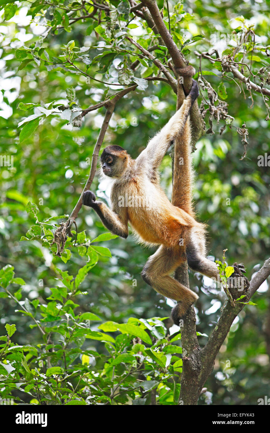 Singe araignée d'Amérique centrale ou singe araignée de Geoffroy (Ateles geoffroyi), grimper sur un arbre, province d'Alajuela, Costa Rica Banque D'Images