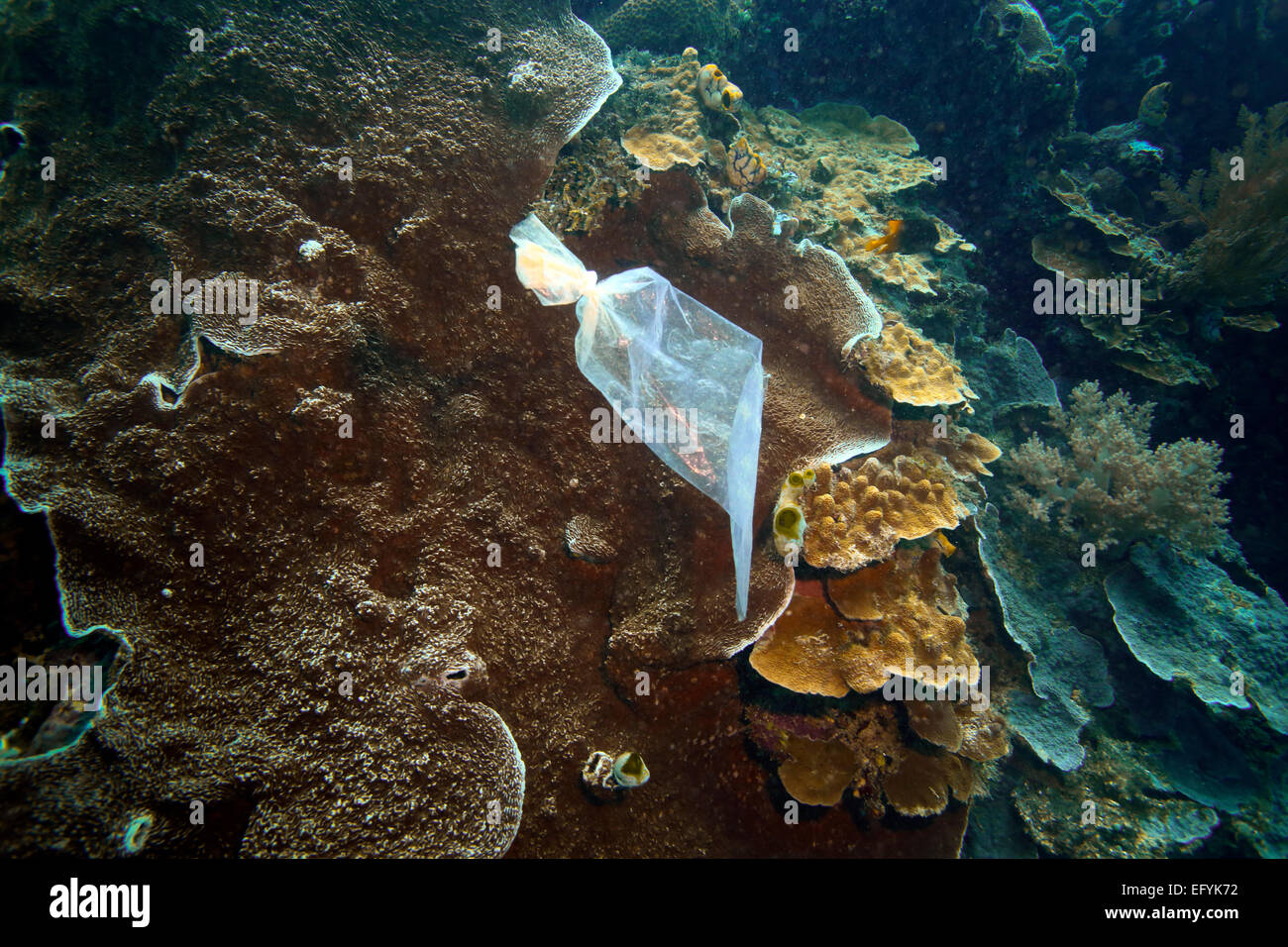 Sac en plastique sous-marines des récifs coralliens passé flottant Banque D'Images