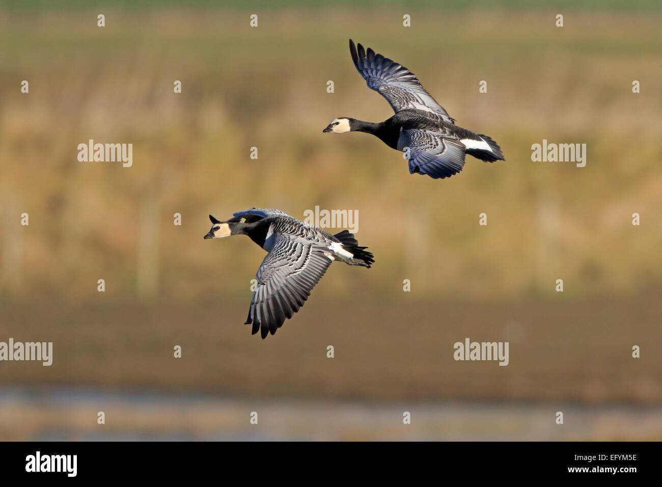 Deux oies Bernacle entrée en terre à Caerlaverock Banque D'Images