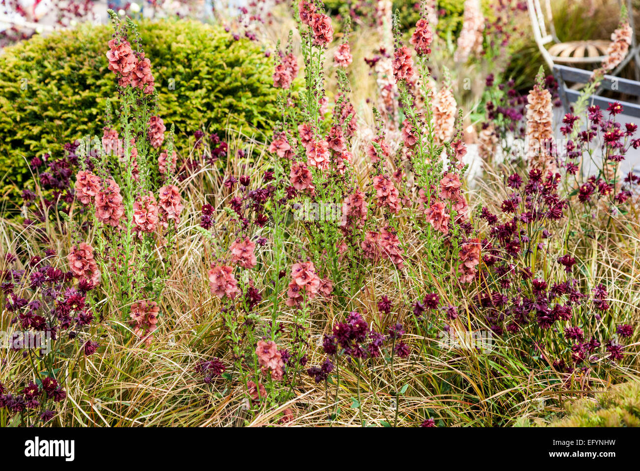 En forme de boule, clippé yew entouré par la plantation naturaliste avec Verbascum 'Petra', Aquilegia 'Ruby Port' et Anemanthele Banque D'Images