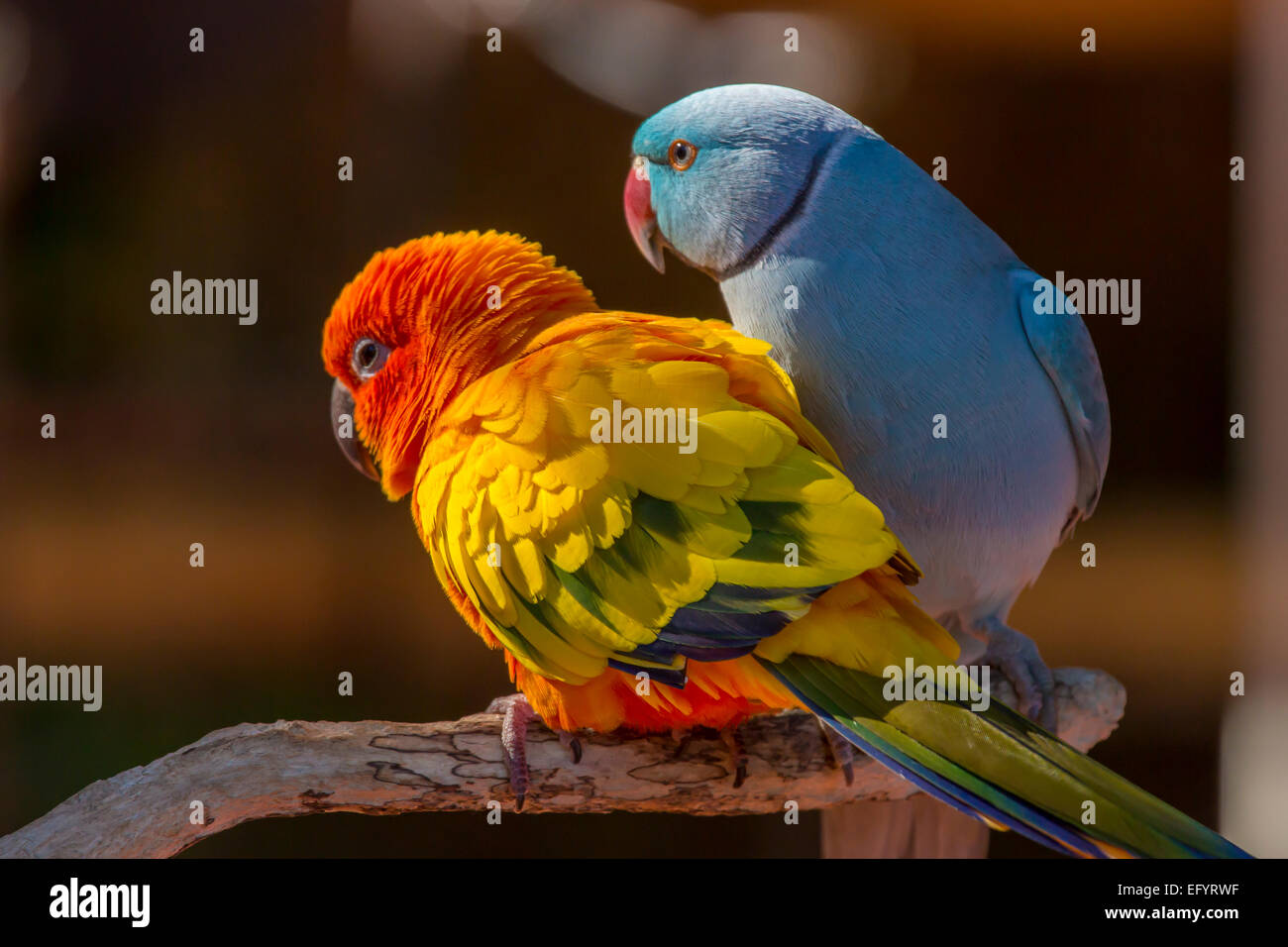 Paire de petits perroquets colorés tourtereaux Agapornis Banque D'Images