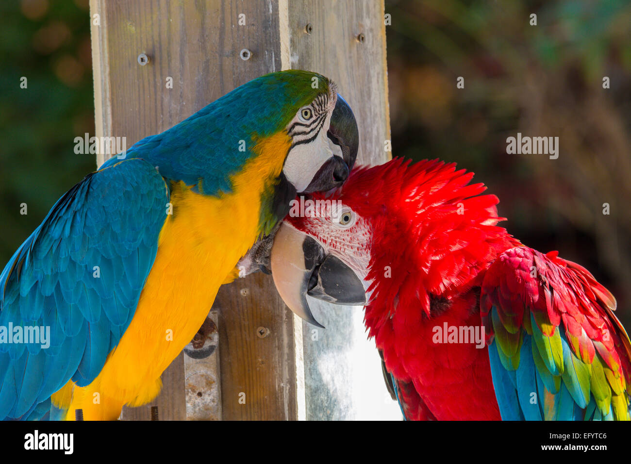 Couple d'ara bleu et jaune ara rouge et le toilettage ensemble les uns les autres Banque D'Images